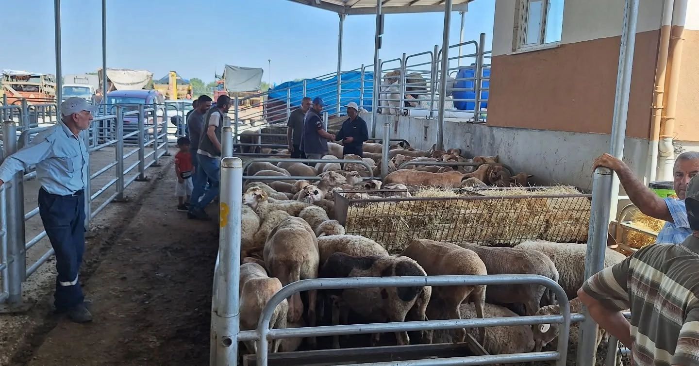 Kırklareli Ticaret Borsası Canlı Hayvan Tesisleri' nde Kurban Bayramı öncesi hazırlıklar tamamlandı. 
